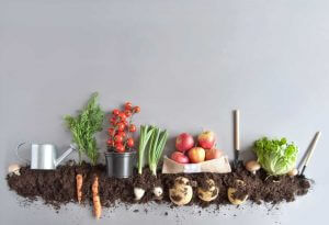 How to Prevent Your Plants From Rusting